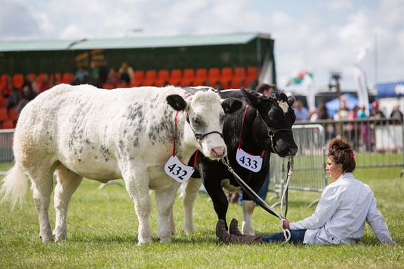 Pembrokeshire County Show
